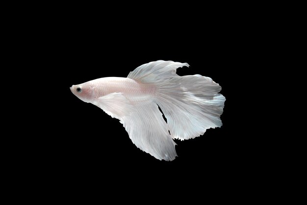 Photo close-up of fish swimming against black background