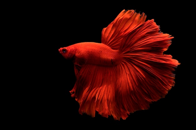 黒い背景に泳ぐ魚のクローズアップ