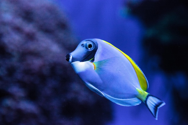 Foto prossimo piano di pesci che nuotano in acquario