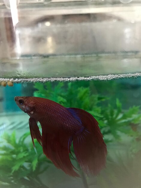 Close-up of fish swimming in aquarium