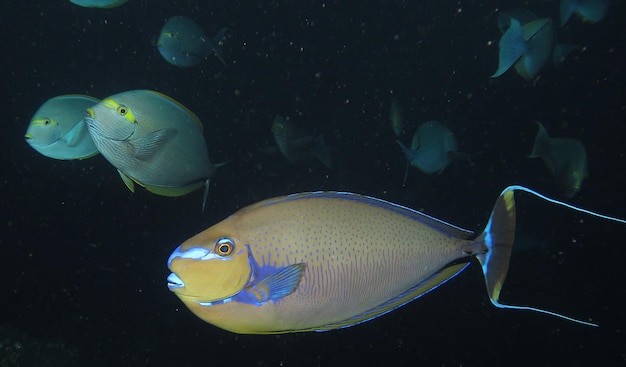 Photo close-up of fish swimming in aquarium