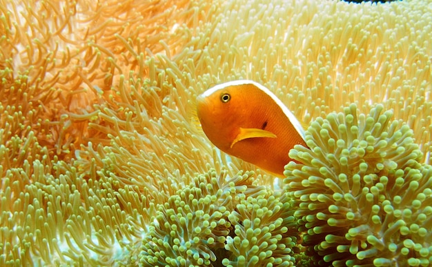 水族館で泳ぐ魚のクローズアップ