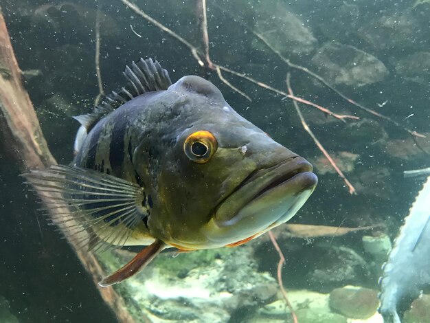 Prossimo piano di pesci che nuotano in acquario