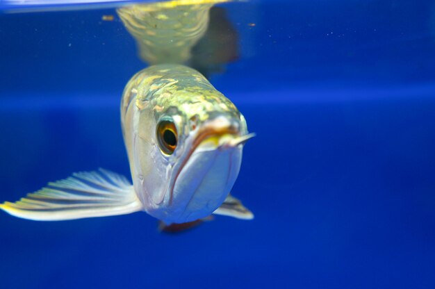 Close-up of fish swimming in aquarium