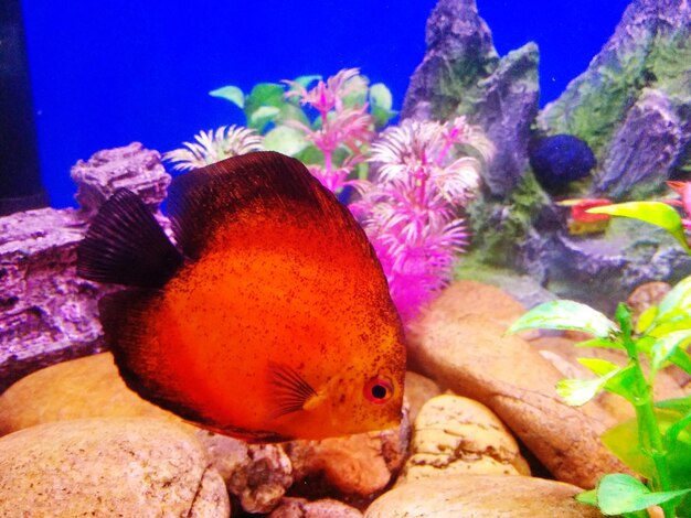 Close-up of fish swimming in aquarium