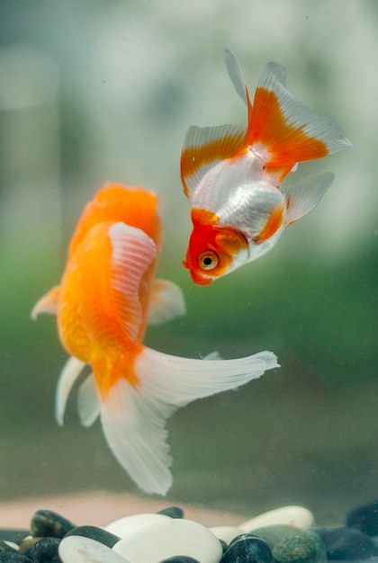 Foto prossimo piano di pesci che nuotano in acquario