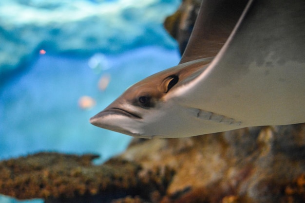 Foto close-up di pesci che nuotano in acquario