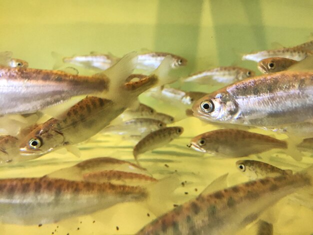 Foto prossimo piano di pesci che nuotano in acquario