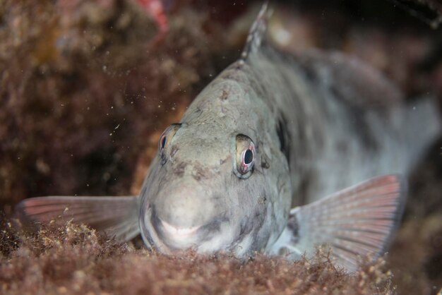 Foto prossimo piano di pesci che nuotano in acquario