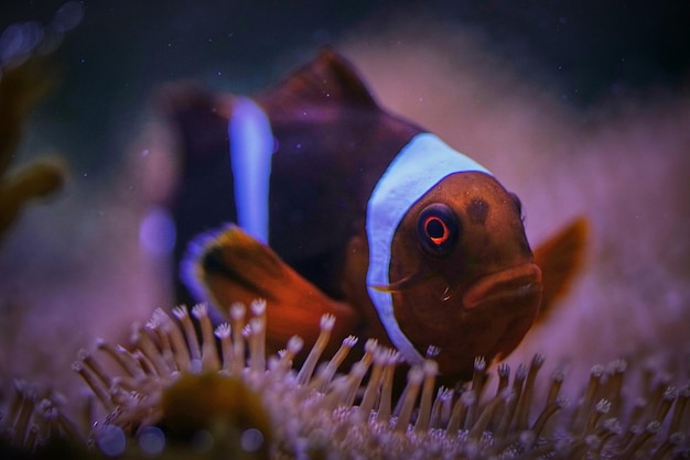 Photo close-up of fish swimming in aquarium