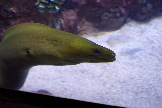 Foto prossimo piano di pesci che nuotano in acquario