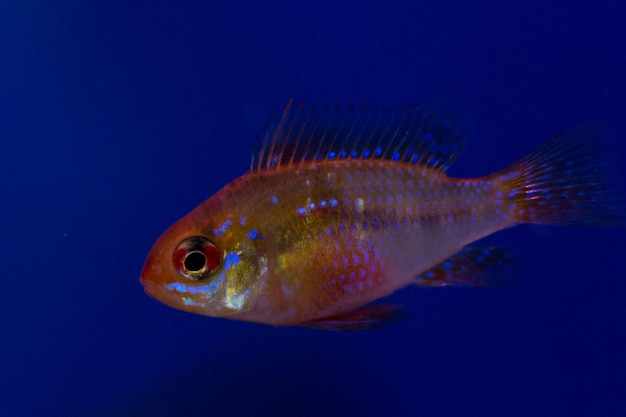 Photo close-up of fish swimming in aquarium