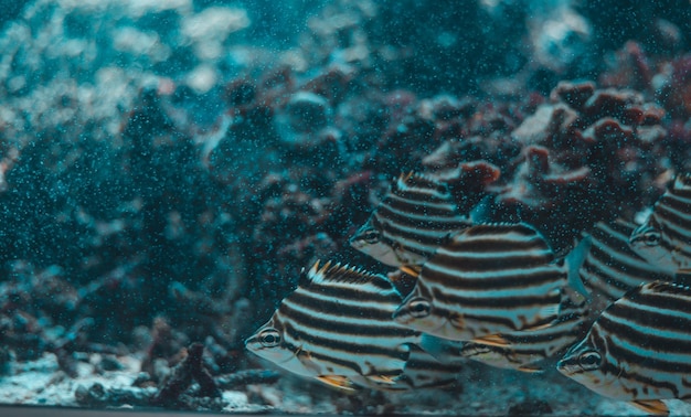 水族館で泳ぐ魚のクローズアップ