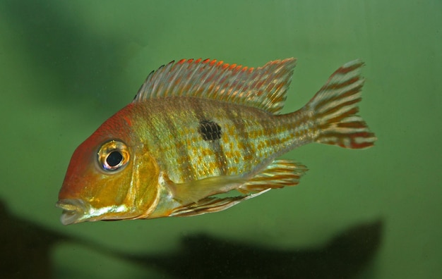 Photo close-up of fish swimming in aquarium