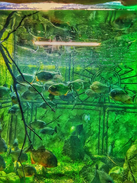 Close-up of fish swimming in aquarium