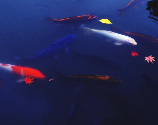 Close-up of fish swimming in aquarium