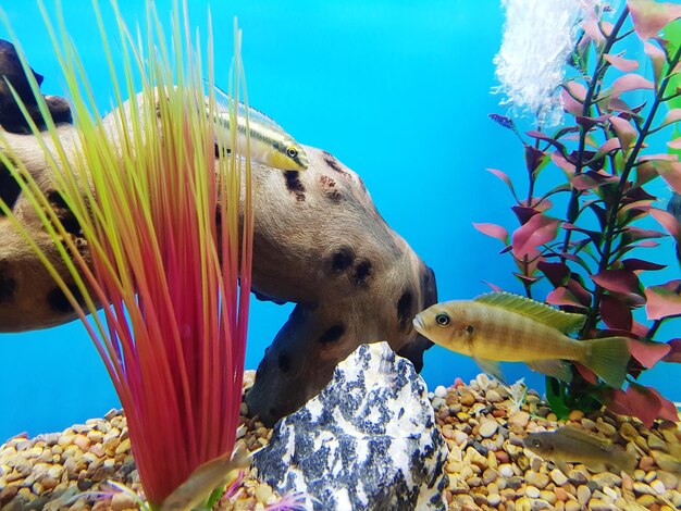 Close-up of fish swimming in aquarium