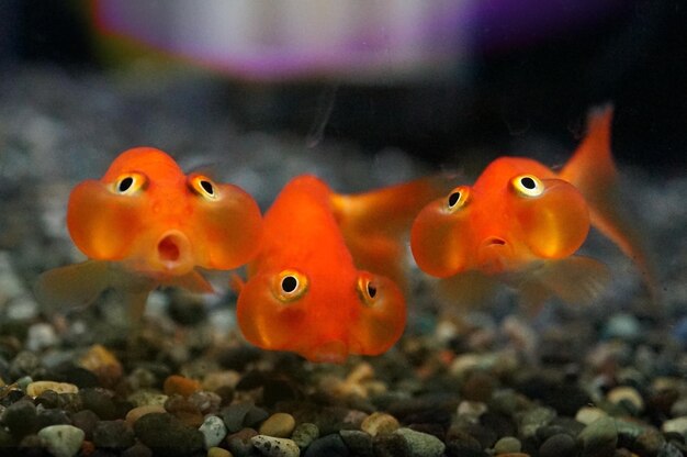 Foto prossimo piano di pesci che nuotano in acquario