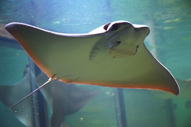 Foto prossimo piano di pesci che nuotano in acquario