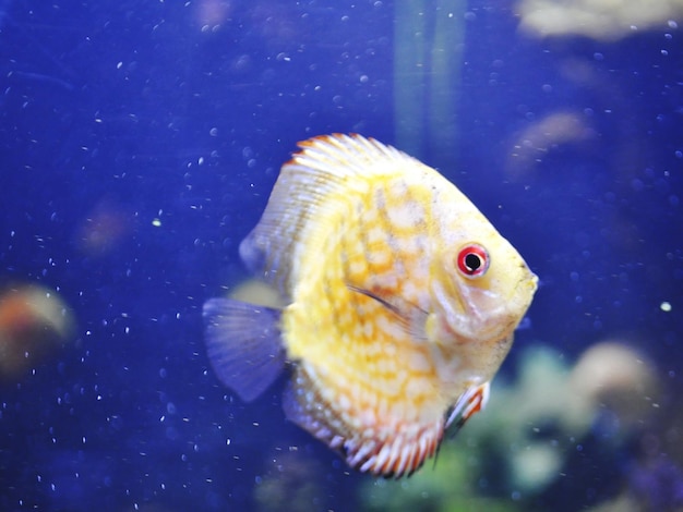 Close-up of fish swimming in aquarium