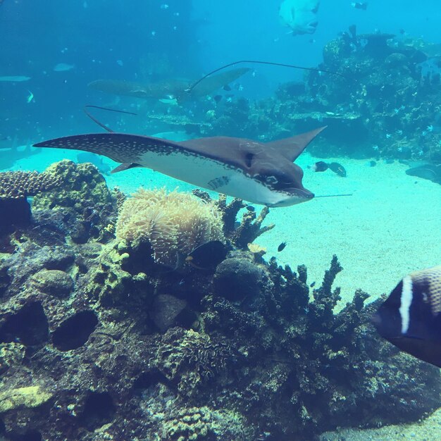 Close-up of fish swimming in aquarium