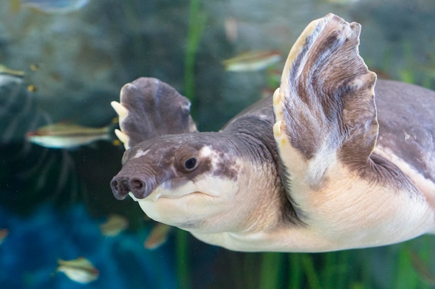 水族館で泳ぐ魚のクローズアップ