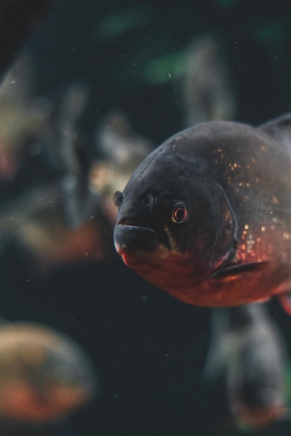 Photo close-up of fish swimming in aquarium