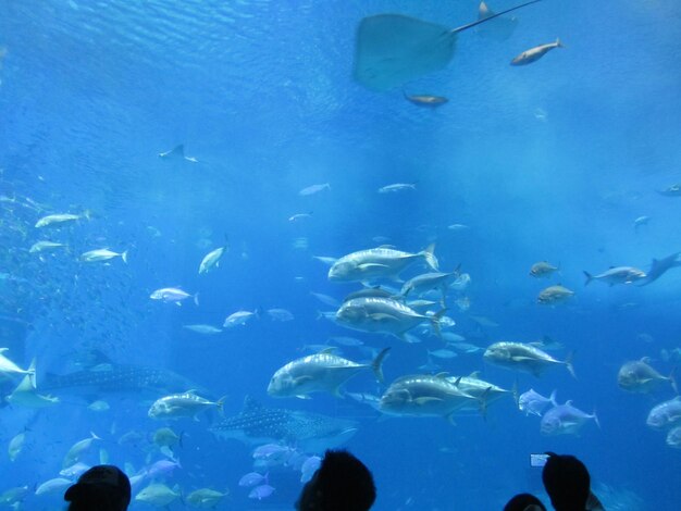 Close-up of fish swimming in aquarium