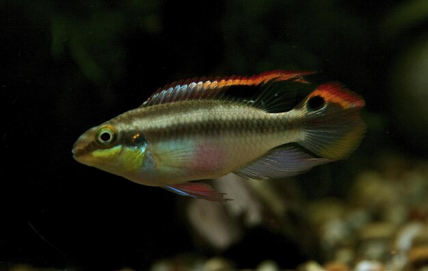 Foto close-up di pesci che nuotano in acquario