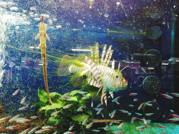 Photo close-up of fish swimming in aquarium