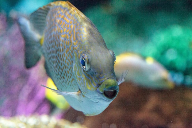 Photo close-up of fish swimming in aquarium