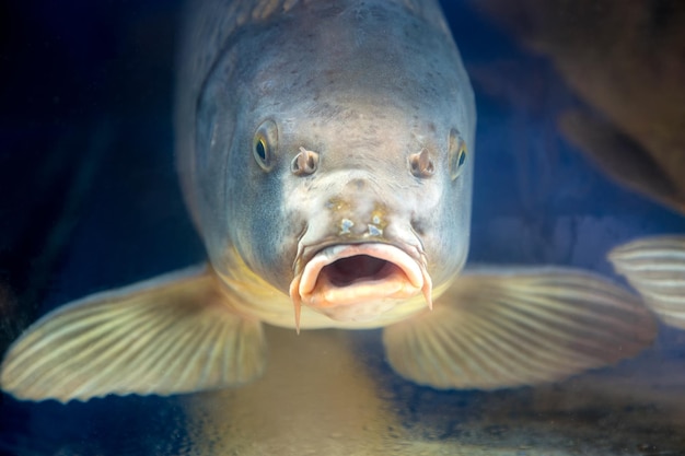 close-up of fish swimming in aquarium