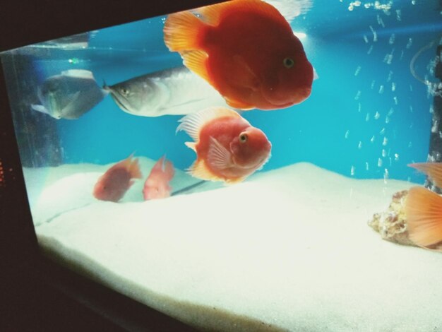 Close-up of fish swimming in aquarium