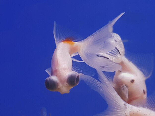 Close-up of fish swimming in aquarium