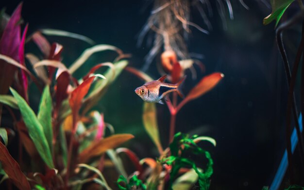 水族館で泳ぐ魚のクローズアップ