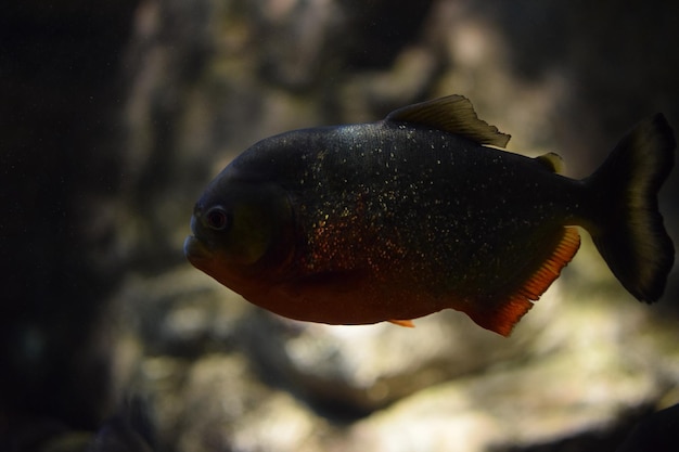 Photo close-up of fish swimming in aquarium
