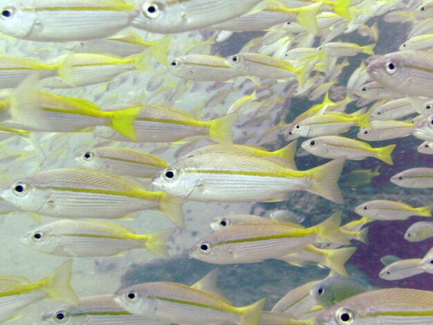 Close-up of fish swimming in sea