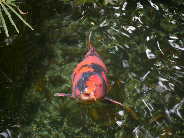 Photo close-up of fish swimming in sea