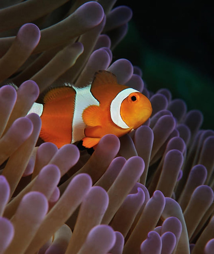 Photo 海で泳ぐ魚のクローズアップ