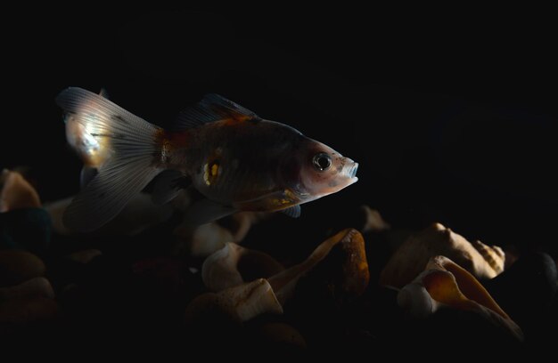 Photo close-up of fish swimming in sea