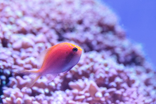 Foto prossimo piano di pesci che nuotano in mare