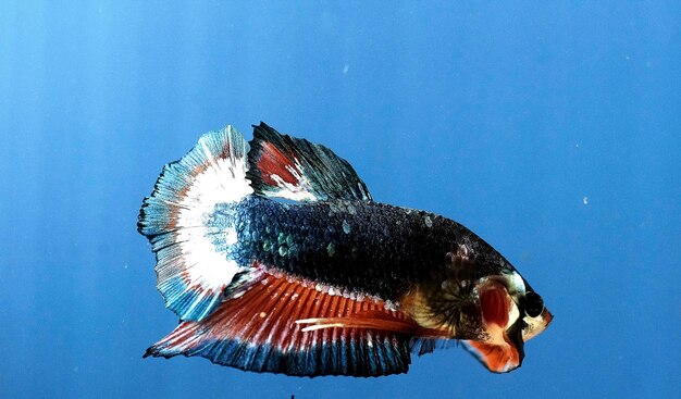 Photo close-up of fish swimming in sea