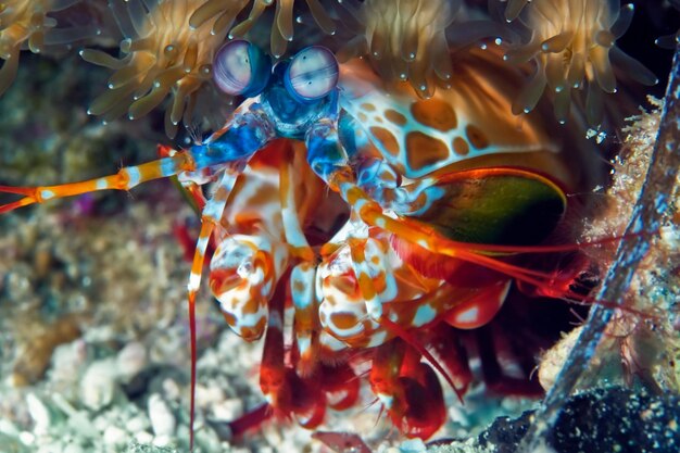 Foto prossimo piano di pesci che nuotano in mare