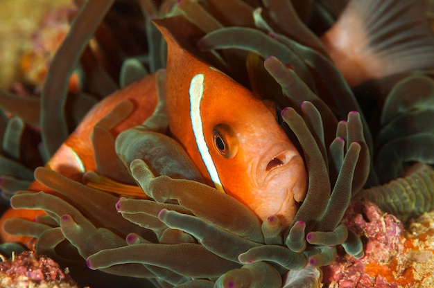 Foto prossimo piano di pesci che nuotano in mare