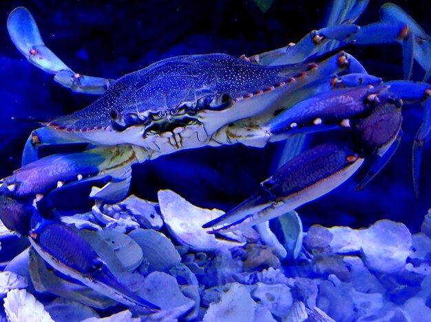 Photo close-up of fish swimming in sea