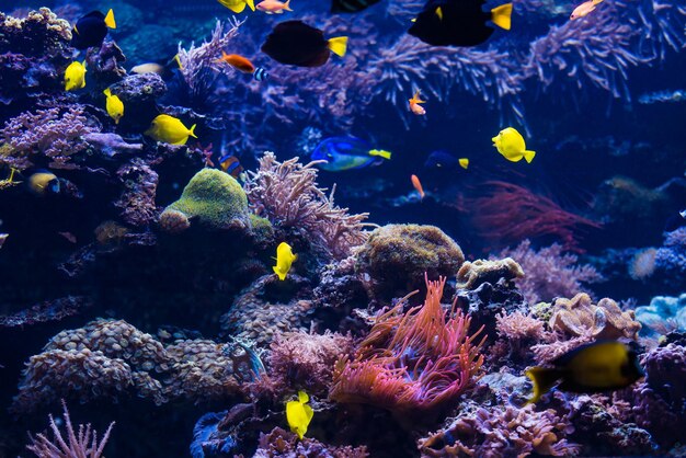 Close-up of fish swimming in sea