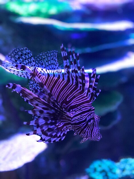 Close-up of fish swimming in sea