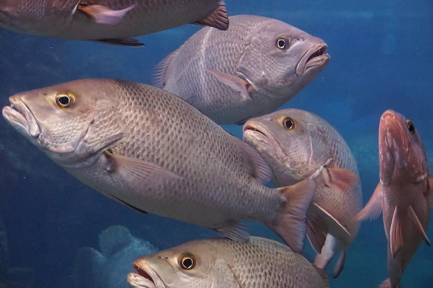 Photo close-up of fish swimming in sea