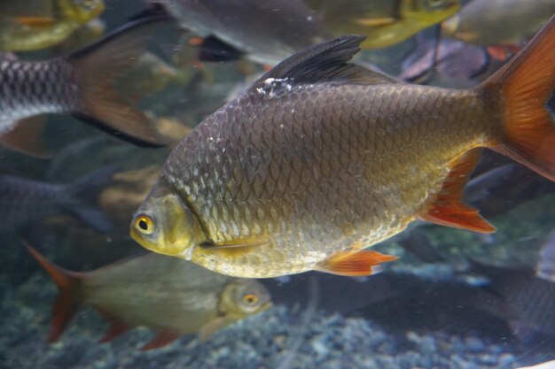 Photo close-up of fish swimming in sea