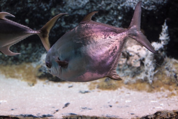 Foto prossimo piano di pesci che nuotano in mare